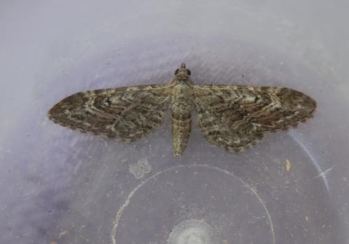 Réf. 212 026 : Eupithecia nanata