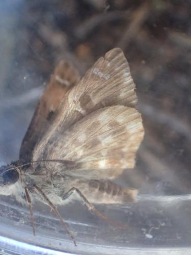 Réf. 212 043 : Carcharodus alceae