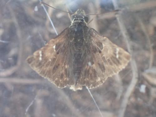 Réf. 212 042 : Carcharodus alceae
