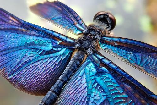 Rhyothemis fuliginosa