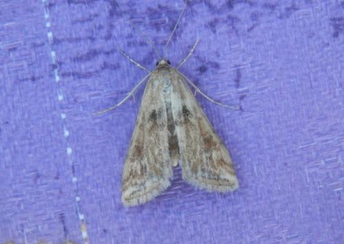 Réf. 212 482 : Cataclysta lemnata
