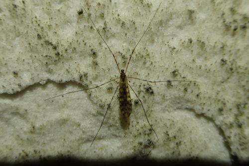 Réf. 212 911 : Limonia nubeculosa