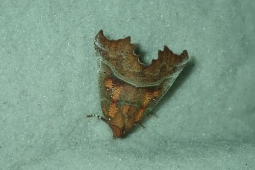 Réf. 212 897 : Scoliopteryx libatrix