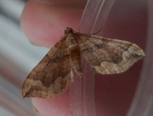 Réf. 212 654 : Pelurga comitata