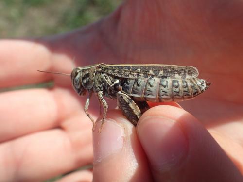Calliptamus sp.