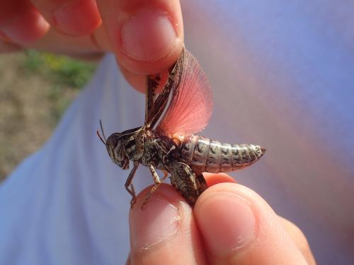 Calliptamus sp.
