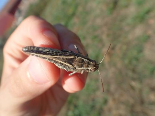 Calliptamus sp.