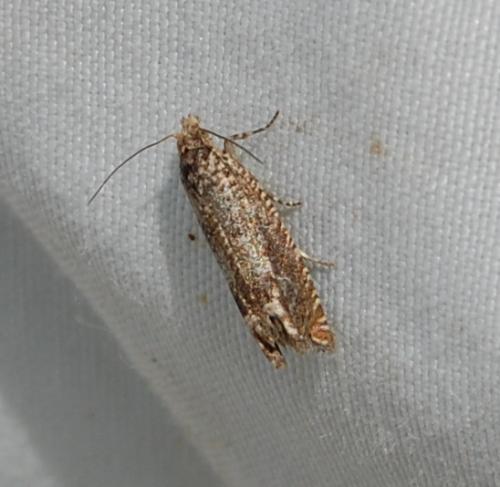 Réf. 212 951 : Pelochrista sp.
