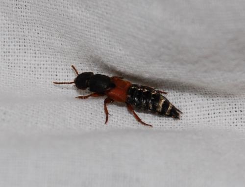 Réf. 212 118 : Platydracus sp.