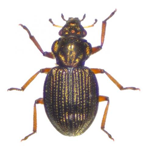 Réf. 212 979 : Enicocerus exsculptus