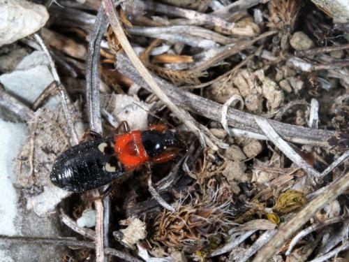 Prostemma sanguineum