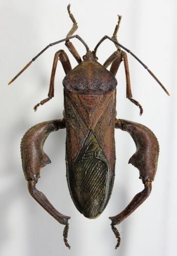 Anoplocnemis phasiana