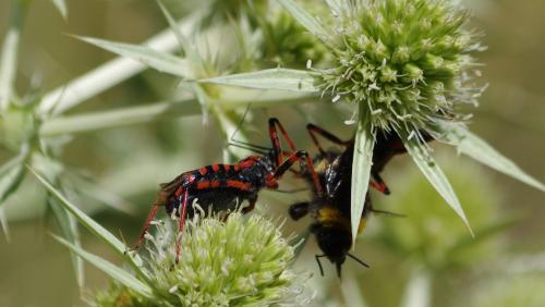Rhynocoris sp.