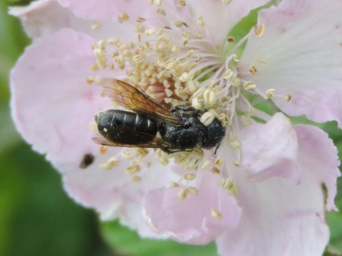 Réf. 212 929 : Hoplitis sp.