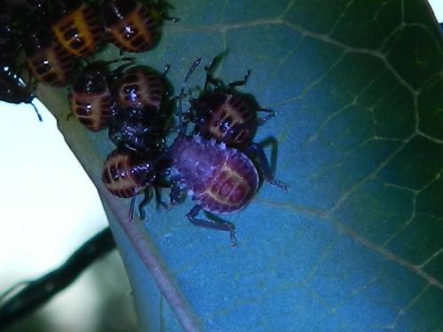 Halyomorpha halys