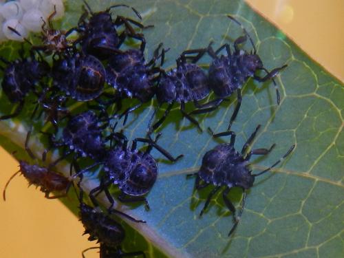 Halyomorpha halys