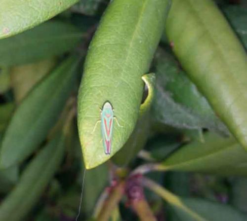 Graphocephala fennahi
