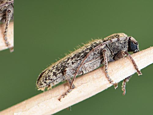 Trichoferus fasciculatus