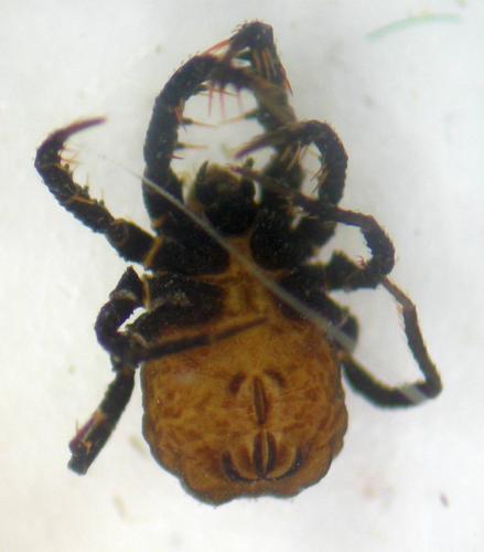 Caeculus echinipes