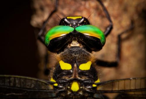 Anotogaster sieboldii