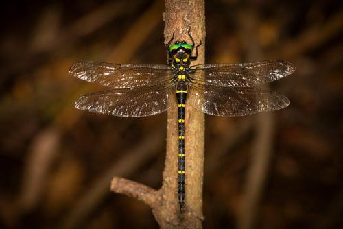 Anotogaster sieboldii