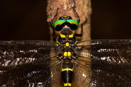 Anotogaster sieboldii