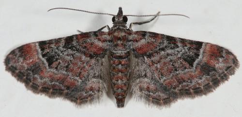 Réf. 212 562 : Gymnoscelis rufifasciata