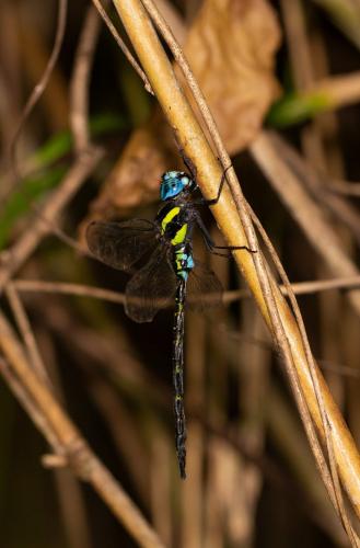 Polycanthagyna melanictera
