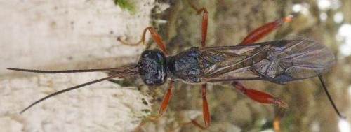 Helconidea meridionalis