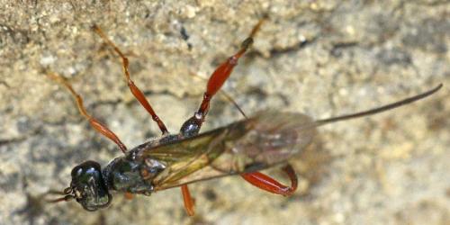 Helconidea meridionalis