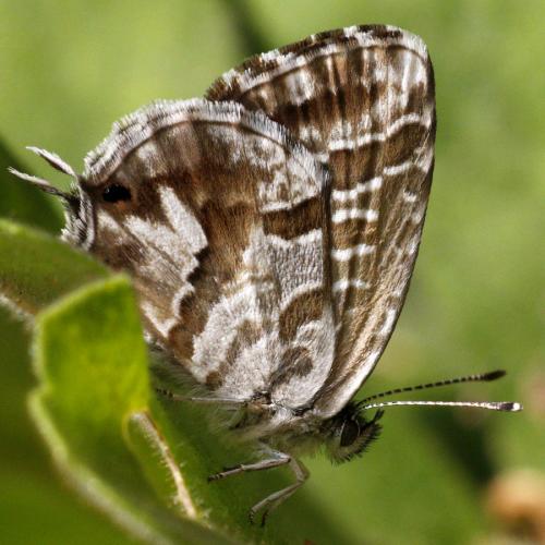 Réf. 212 871 : Cacyreus marshalli