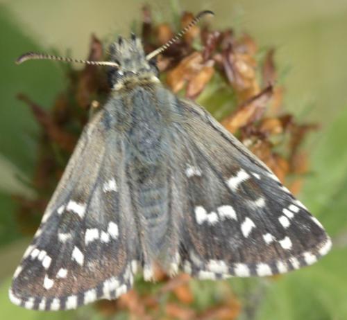 Pyrgus sp.