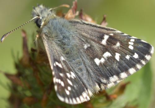 Réf. 212 635 : Pyrgus sp.