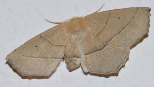 Campaea honoraria
