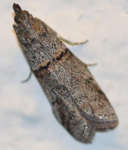 Réf. 212 592 : Acrobasis obliqua