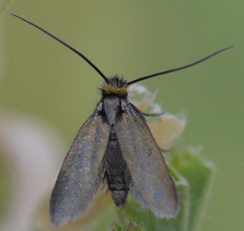 Réf. 212 639 : Cauchas rufifrontella
