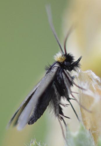 Réf. 212 640 : Cauchas rufifrontella