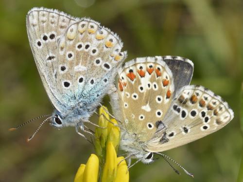 Réf. 212 445 : Polyommatus bellargus