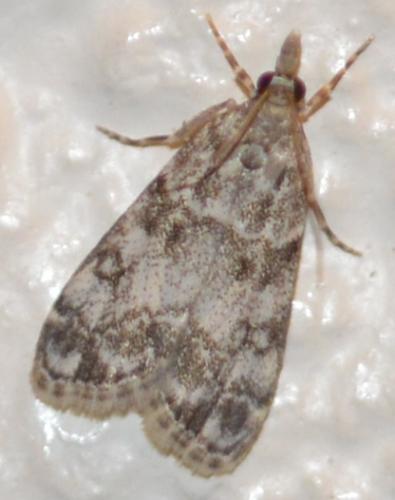 Réf. 212 506 : Eudonia lacustrata
