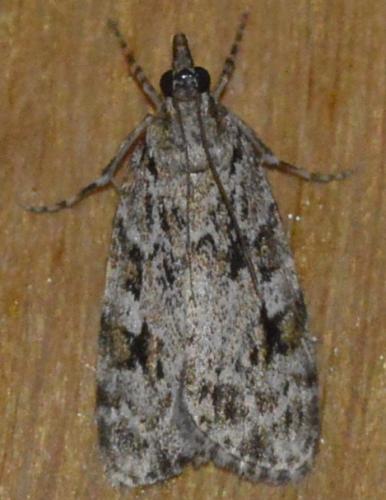Réf. 212 502 : Scoparia sp.
