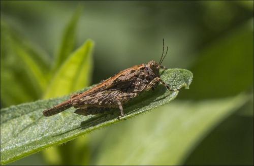 Paratettix meridionalis