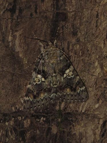 Réf. 212 232 : Catocala sponsa