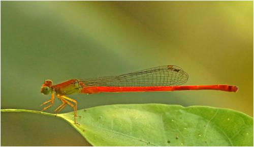Ceriagrion bellona