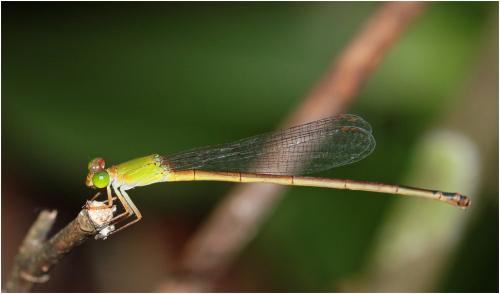 Ceriagrion bellona