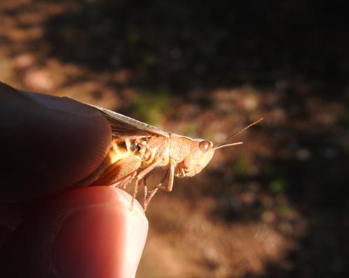 Réf. 212 575 : Chorthippus vagans vagans