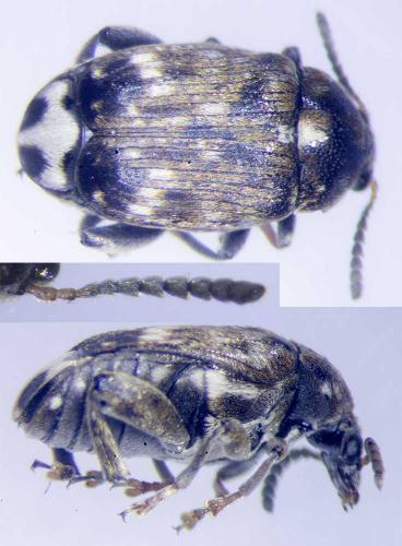 Réf. 212 681 : Bruchus pisorum