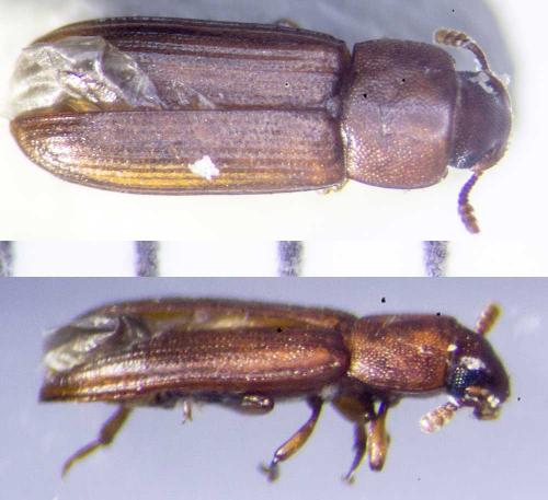 Réf. 212 771 : Tribolium castaneum