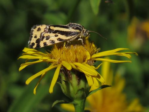 Réf. 212 148 : Acontia trabealis