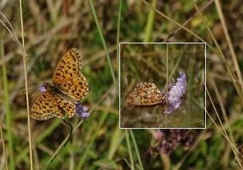 Boloria dia