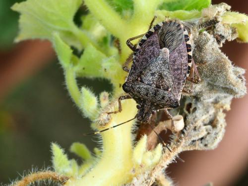 Réf. 212 778 : Halyomorpha halys